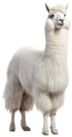 Llama png with AI generated