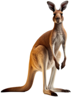 Kangaroo with . png