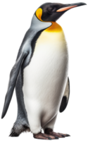 Penguin png with AI generated.