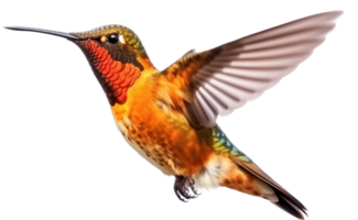 colibrì png con ai generato.