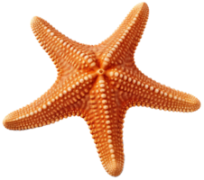 Starfish png with AI generated.