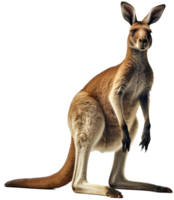 Kangaroo with . png