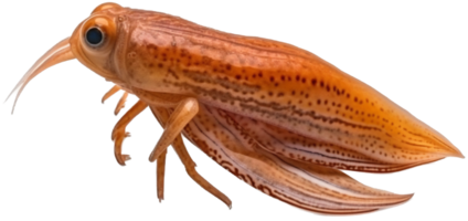 Squid png with AI generated.