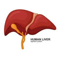 Human Liver Cartoon, Vector Illustration