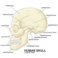 Human Skull Lateral View With Explanation, Vector Illustration