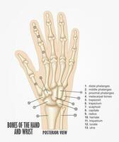 huesos de el mano y muñeca anatomía, vector ilustración