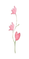 Pink flowers watercolor style. png
