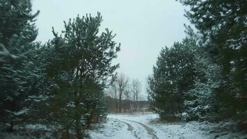 Fast flight along the road surrounded by snow-covered pine trees. Filmed on FPV drone video