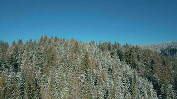 antenne visie van sneeuw gedekt bomen in de bergen in winter. dorp Bij de voet van de berg. gefilmd Aan fpv dar video