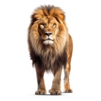 A handsome male lion isolated on a transparent background. Proud male lion png