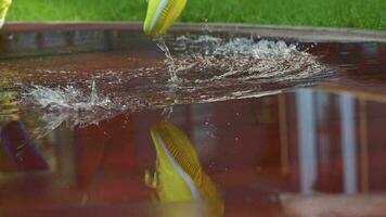 Female sports woman jogging outdoors, stepping into puddle. Single runner running in rain, making splash. Slow motion video