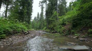 Smooth, rapid flight over a mountain river close to the water, among a dense forest. Mystical mountain landscape video