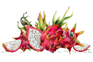 Red dragon fruits whole and half pitahaya with slices and green leaves watercolor illustration. Botanical horizontal banner for vegetarian exotic prints, juicy tropical menu png