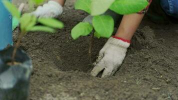 hembra manos plantando plantas en el suelo. jardinería y creciente vegetales a hogar. hembra voluntario Ayudar a planta árboles, tierra conservación concepto. video