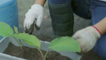 vrouw handen verplanten fabriek van een zak van zaailingen naar een nieuw pot. vrouw tuinman aanplant zaailingen in potten met bodem. tuinieren en groeit groenten Bij huis. video