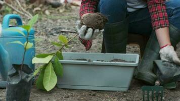 mujer manos trasplante planta desde un bolso de plántulas a un nuevo maceta. hembra jardinero plantando plántulas en ollas con suelo. jardinería y creciente vegetales a hogar. video