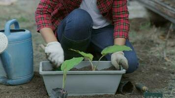 mujer manos trasplante planta desde un bolso de plántulas a un nuevo maceta. hembra jardinero plantando plántulas en ollas con suelo. jardinería y creciente vegetales a hogar. video