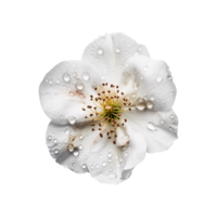 blomma png, blomma med transparent bakgrund ai genererad png