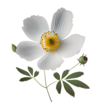 Flower , Flower with transparent background png