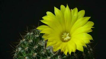 Beautiful cactus flower blooming time lapse isolated on black background. video