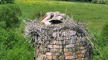 un cigüeña escotillas sus polluelos en nido en parte superior de alto antiguo ladrillo Chimenea video