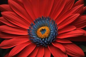 Red flower with yellow center and blue petals on black background. photo