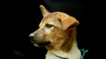 dichtbij omhoog van een puppy geïsoleerd Aan zwart video