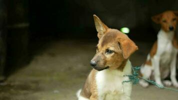 dichtbij omhoog van een puppy geïsoleerd Aan zwart video