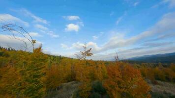 Aerial view of a bright autumn forest on the slopes of the mountains video