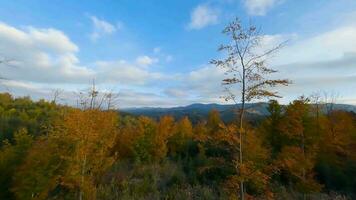 Aerial view of a bright autumn forest on the slopes of the mountains video