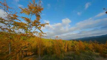 aéreo ver de un brillante otoño bosque en el pendientes de el montañas video