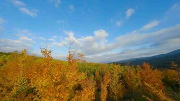 Aerial view of a bright autumn forest on the slopes of the mountains video