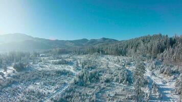 Winter in the mountains. Aerial view of the snow-covered coniferous forest on the slopes of the mountains and the river in the valley video