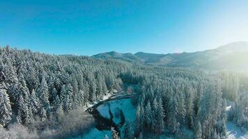 Winter in the mountains. Aerial view of the snow-covered coniferous forest on the slopes of the mountains and the river in the valley video