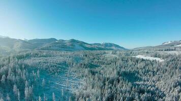 hiver dans le montagnes. aérien vue de le couvert de neige conifère forêt sur le pistes de le montagnes et le rivière dans le vallée video