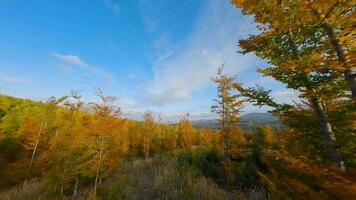 Aerial view of a bright autumn forest on the slopes of the mountains video