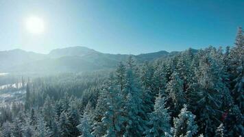Winter in the mountains. Aerial view of the snow-covered coniferous forest on the slopes of the mountains and the river in the valley video