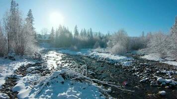 Winter in the mountains. Aerial view of the snow-covered coniferous forest on the slopes of the mountains and the river in the valley video