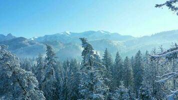 cámara desciende terminado el montaña río rodeado por un cubierto de nieve bosque video