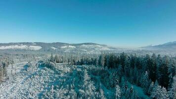 inverno nel il montagne. aereo Visualizza di il innevato conifero foresta su il versante di il montagne e il fiume nel il valle video