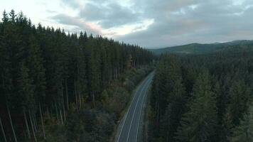 maravilloso otoño paisaje. volador terminado el la carretera entre enorme abeto árboles, montañas son visible en el antecedentes video