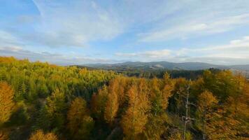 aereo Visualizza di un' luminosa autunno foresta su il versante di il montagne video