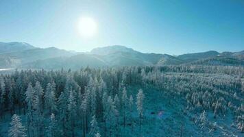 Winter in the mountains. Aerial view of the snow-covered coniferous forest on the slopes of the mountains and the river in the valley video