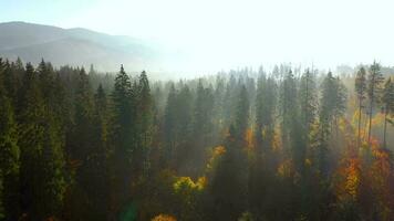 Visualizza a partire dal il altezza di montagne coperto con conifero foresta e mattina nebbia. mistico autunno montagna paesaggio video