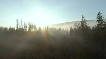 View from the height of mountains covered with coniferous forest and morning fog. Mystical autumn mountain landscape video