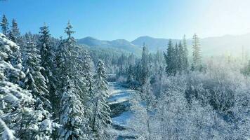 inverno dentro a montanhas. aéreo Visão do a coberto de neve conífero floresta em a declives do a montanhas e a rio dentro a vale video