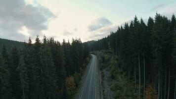 magnifique l'automne paysage. en volant plus de le route parmi énorme sapin des arbres, montagnes sont visible dans le Contexte video