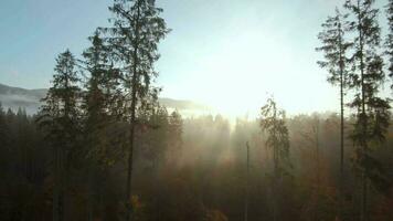 ver desde el altura de montañas cubierto con conífero bosque y Mañana niebla. místico otoño montaña paisaje video