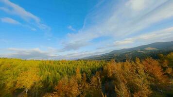 Aerial view of a bright autumn forest on the slopes of the mountains video