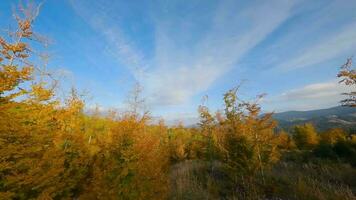 Aerial view of a bright autumn forest on the slopes of the mountains video